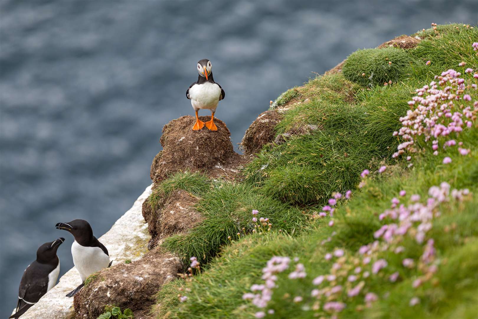 Puffins have made a home at Drum Hollistan.