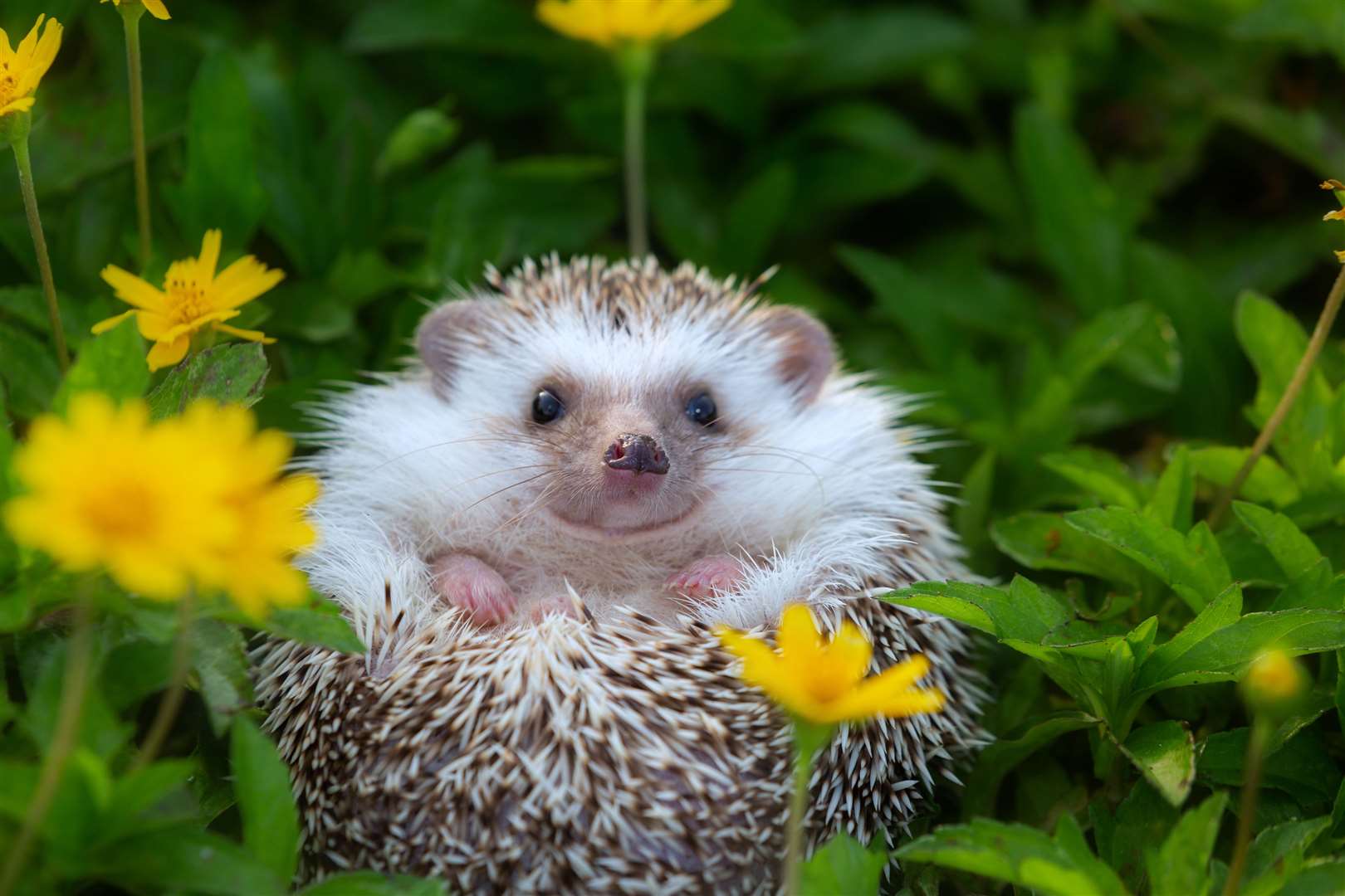 See more than just birds in your garden, such as hedgehogs. Picture: iStock/PA