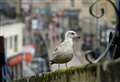 Inverness gull population set for take-off as NatureScot guidance cripples efforts to control their numbers