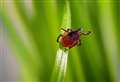 Health Matters: Simple steps against ticks can reduce the risk of Lyme disease