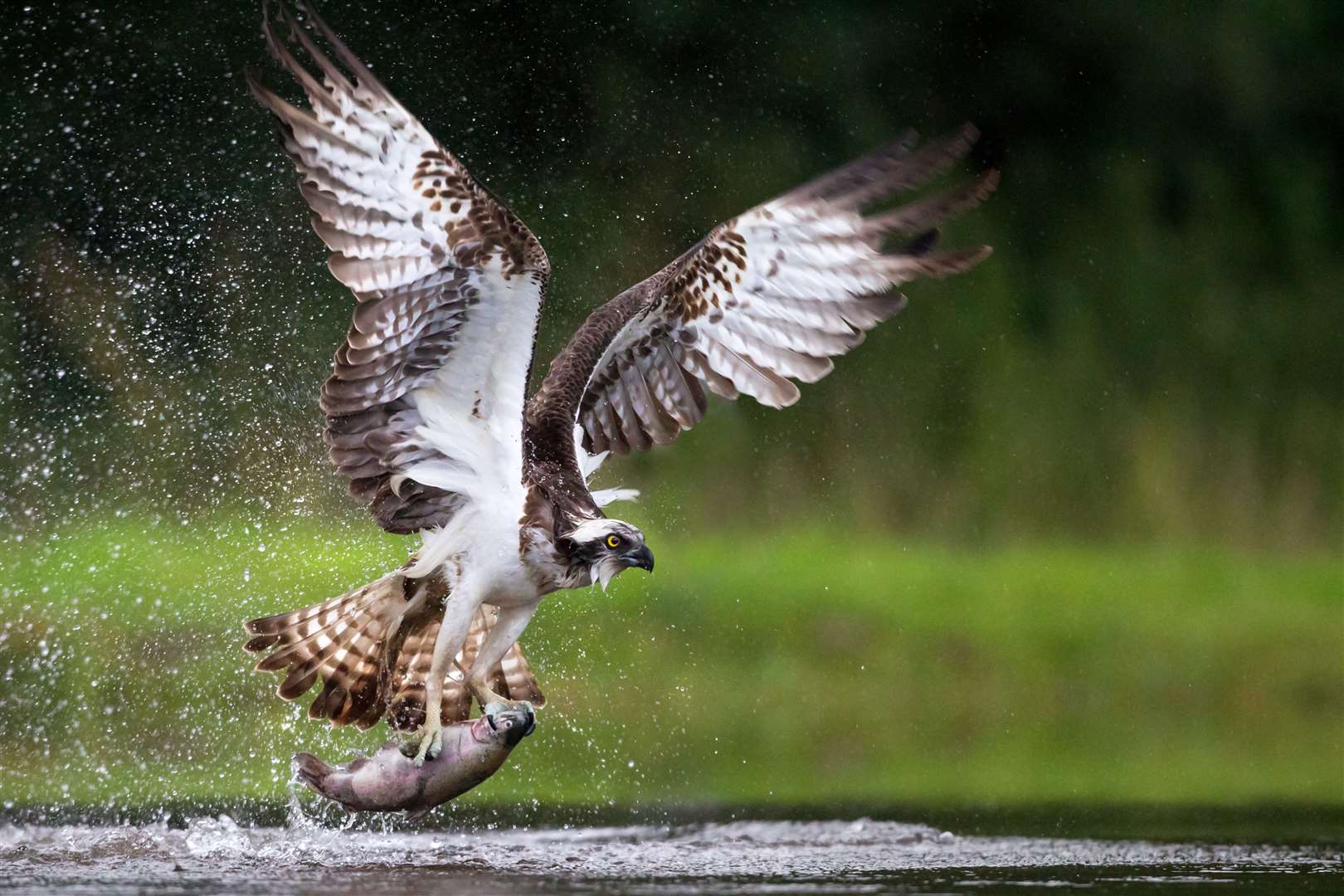 Ospreys are magnificent birds of prey.
