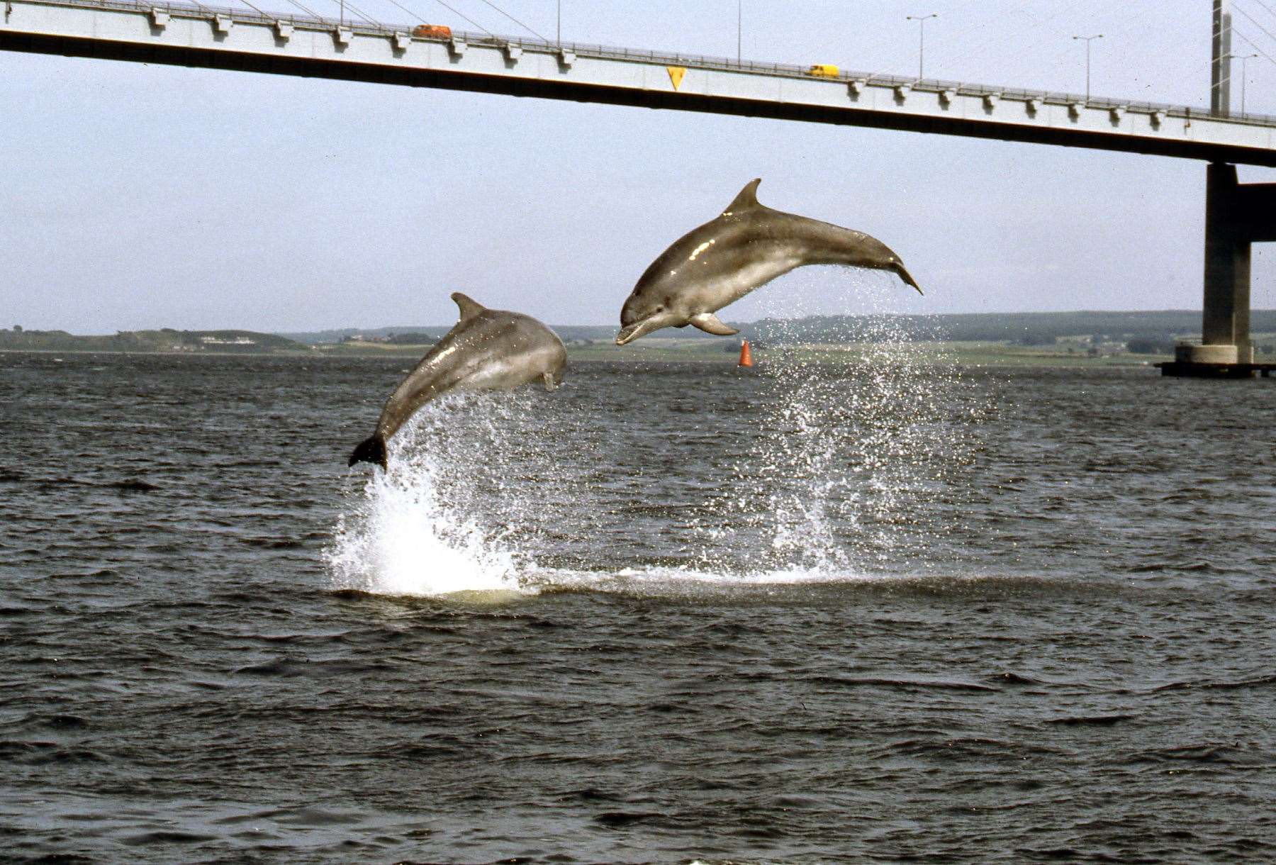 Dr Paul Thompson’s image from 1990 of two dolphins jumping under the Kessock Bridge appeared in the Courier on November 16 that year.