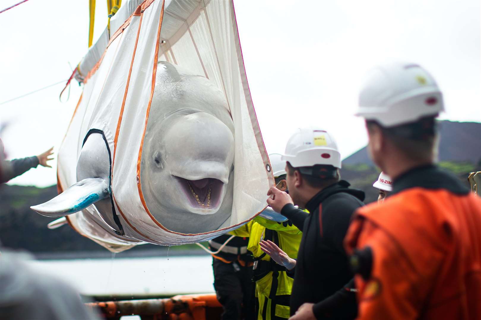 Two Rehabilitated Beluga Whales Take First Open Water Swim