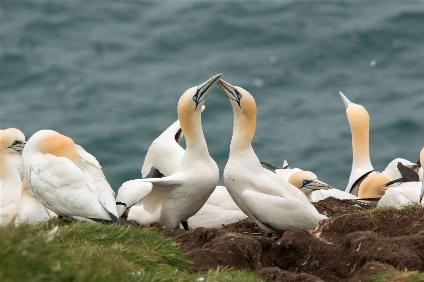 Gannets are among the species that nest at Troup Head.
