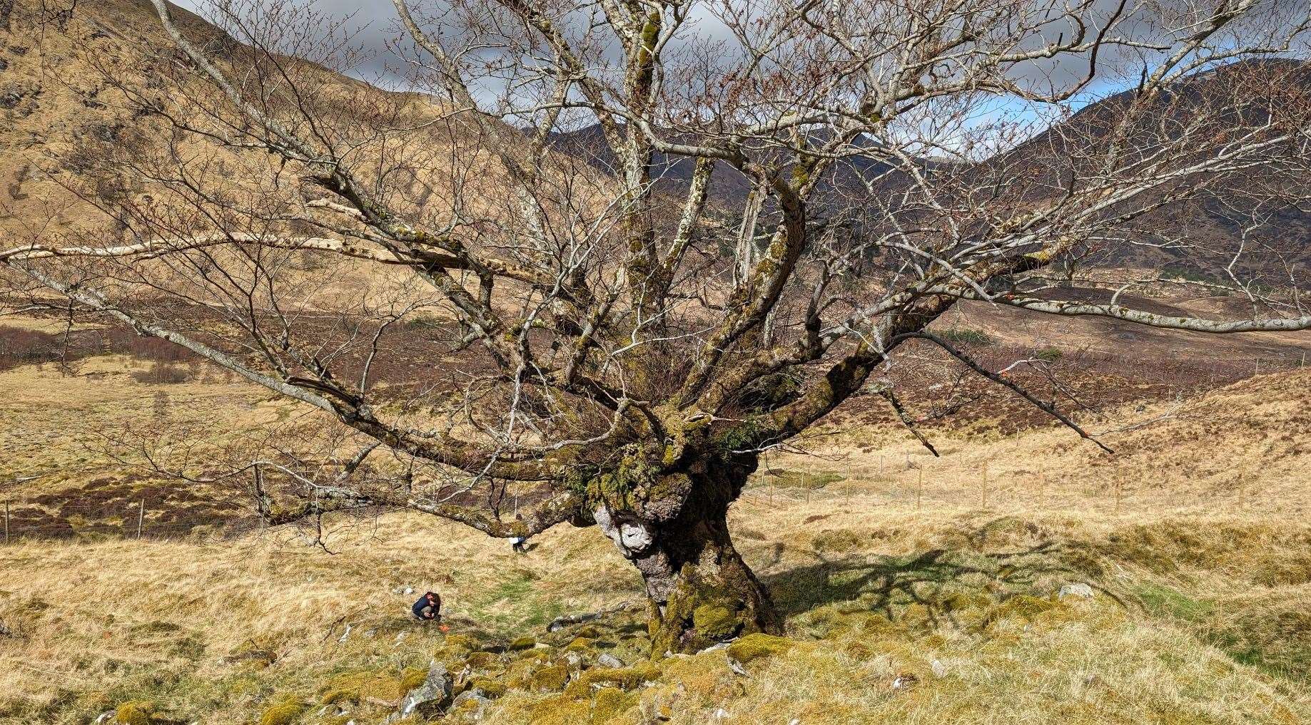 Young wych elm trees have been transferred from the Royal Botanic Garden Edinburgh and replanted in Glen Affric.