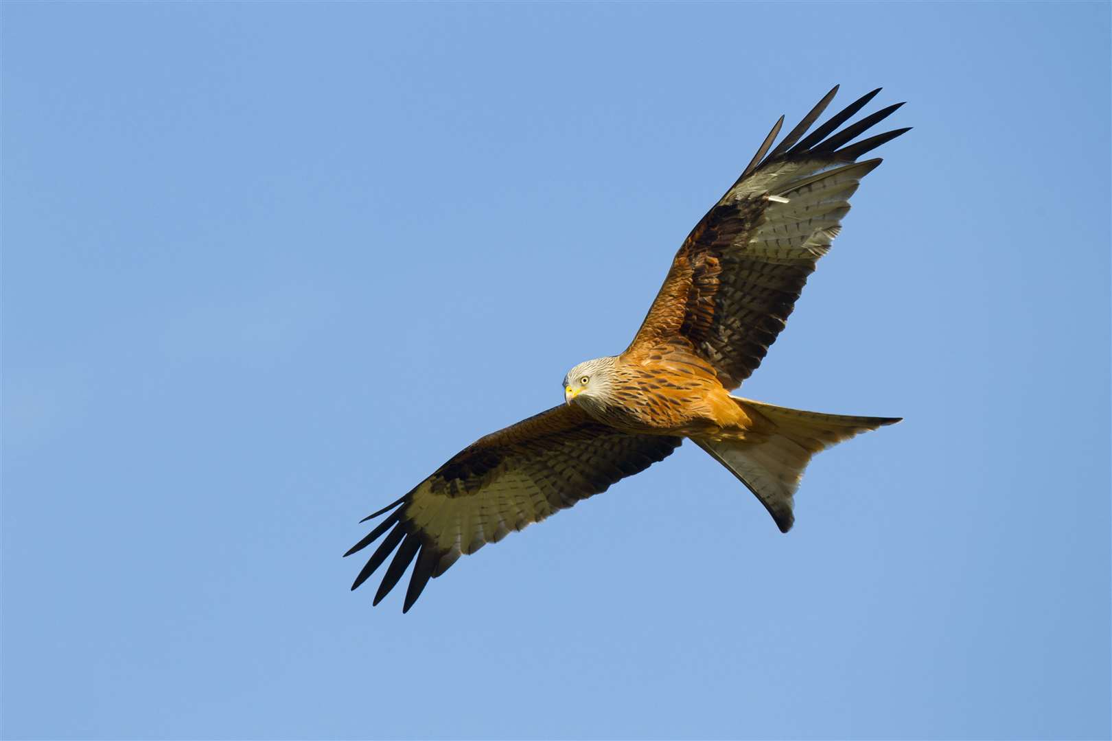 Red kites can be seen at Tollie. Picture: Ben Hall (rspb-images).com