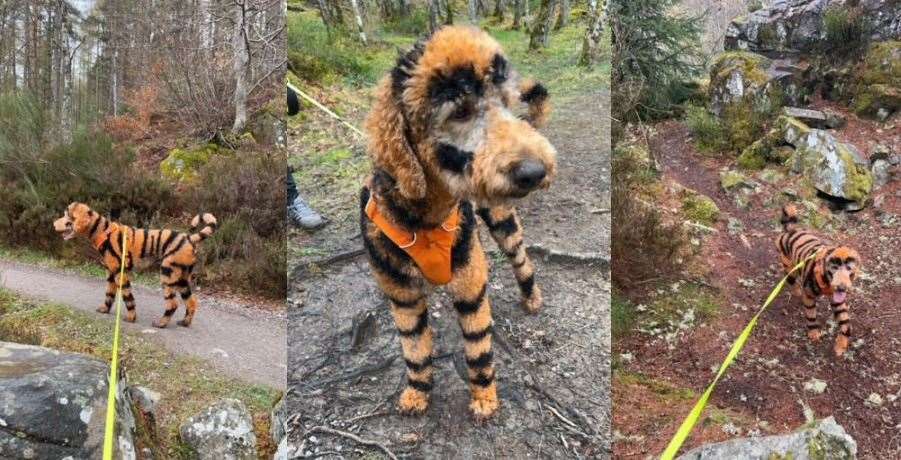 "Tigger" wowed passers-by as he enjoyed a forest walk at Rogie Falls.
