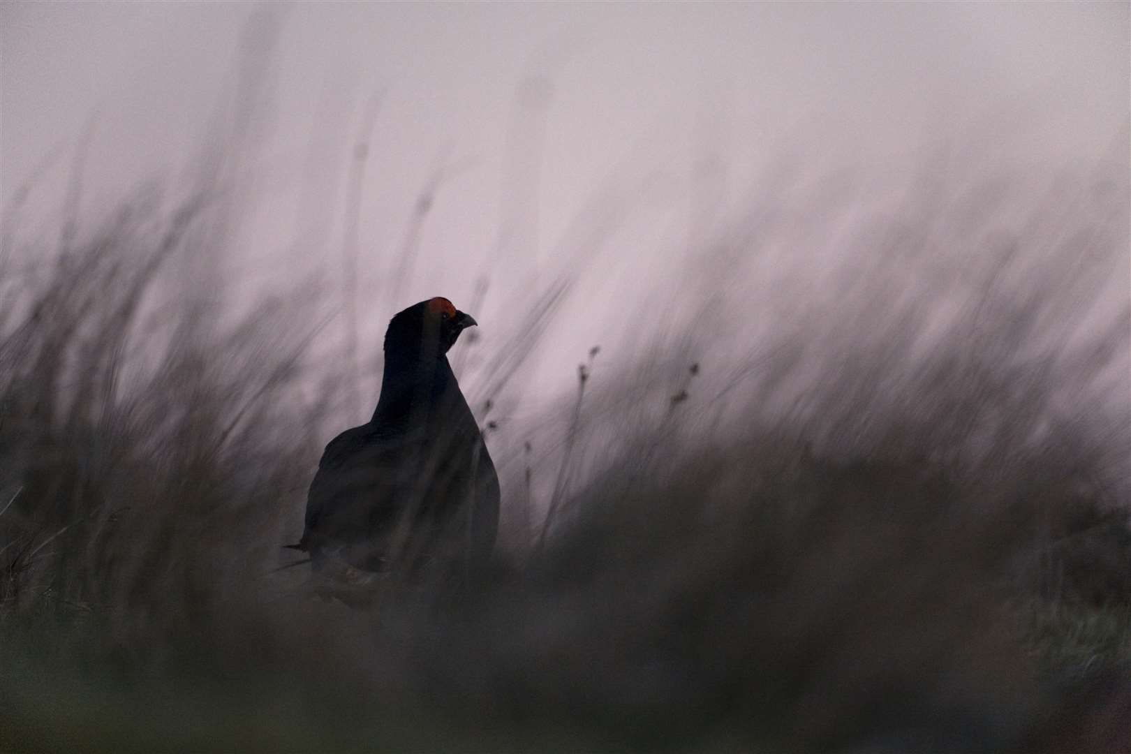 Black grouse at Corrimony. Picture: Andy Hay (rspb-images.com)