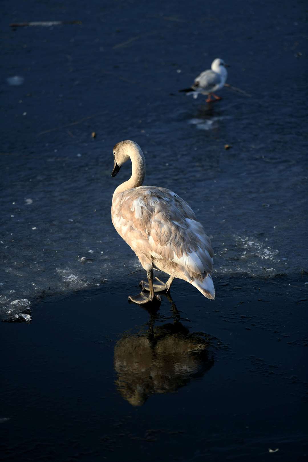 Luckily none of the swans were trapped in the ice on Sunday.